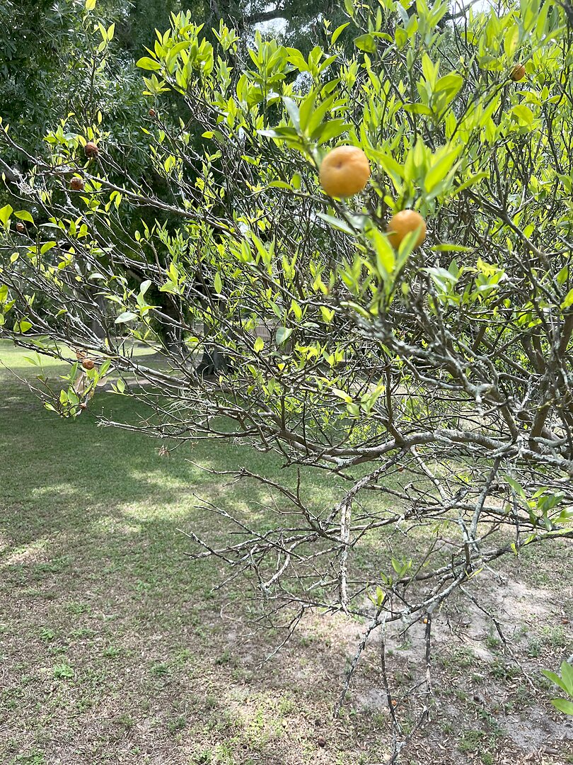 Orange tree photograph from the Elsberry family materials